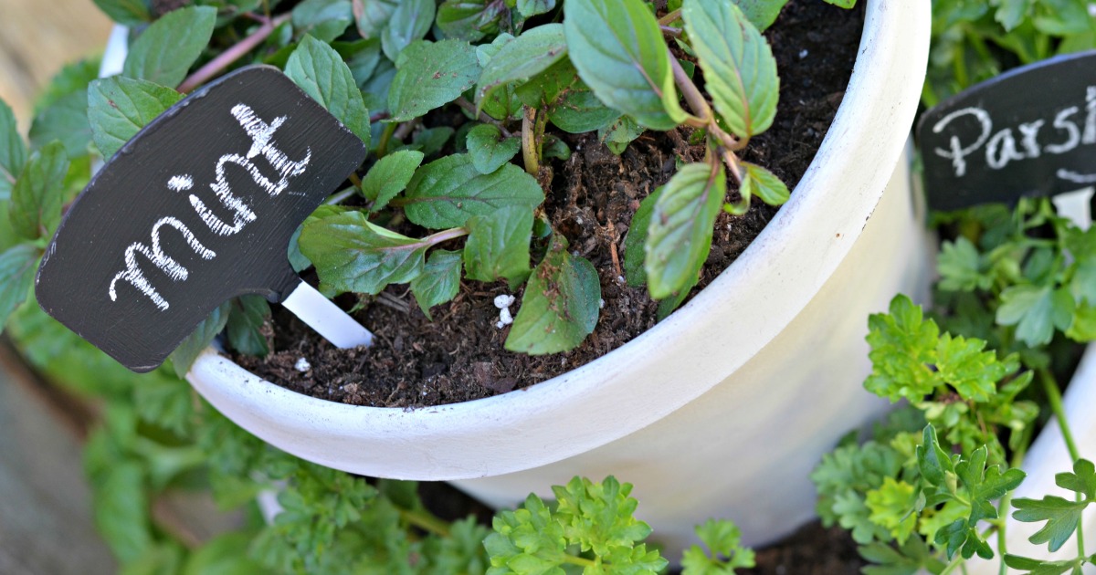 close up of planter with fresh mint leaves and sign