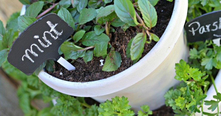 an herb garden with mint and parsley