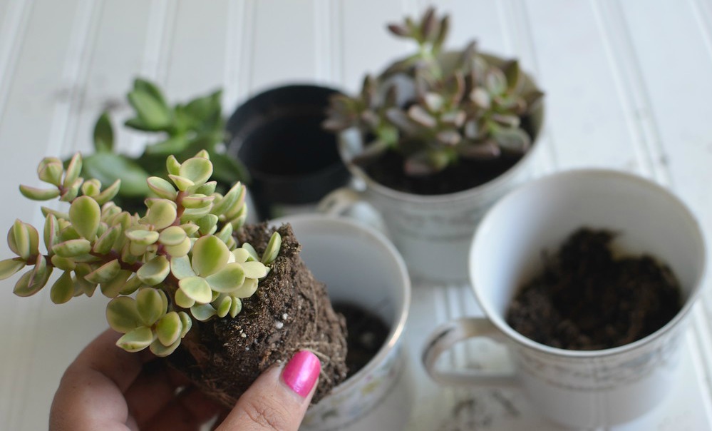 how to care for succulents indoors - putting succulent plants in teacups