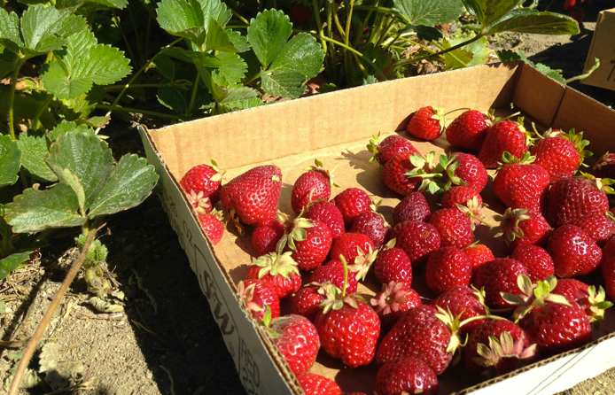 Berry Picking