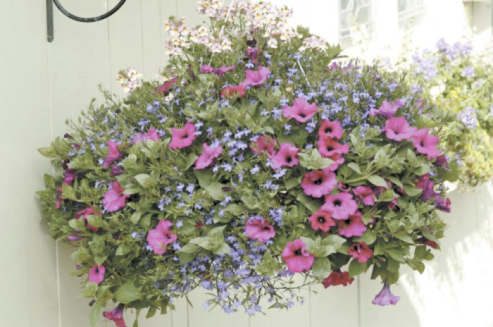 Hanging Baskets