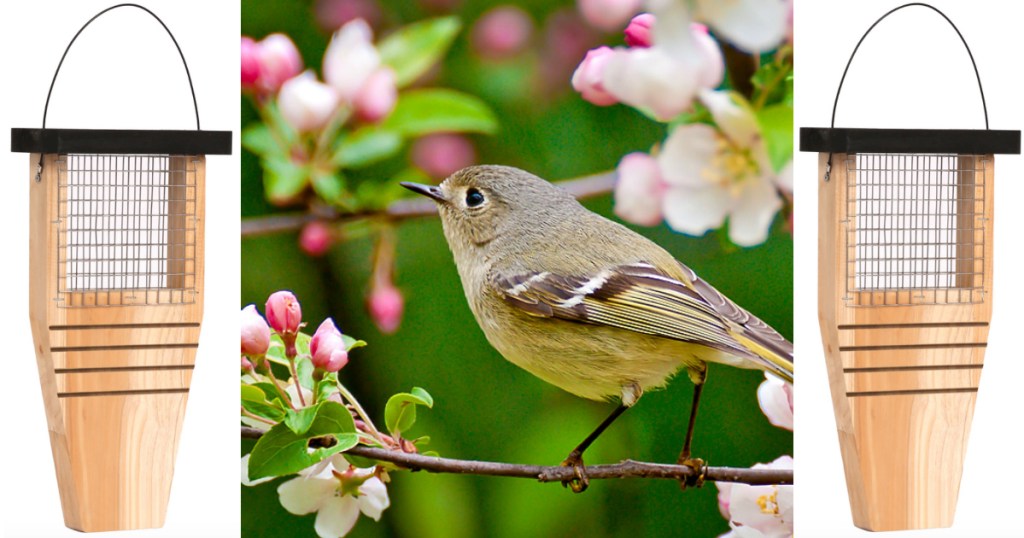 Bird Feeder