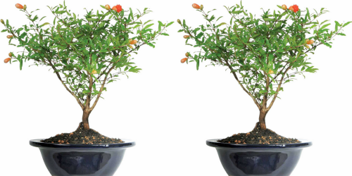 Walmart: Pomegranate Bonsai Tree Only $24