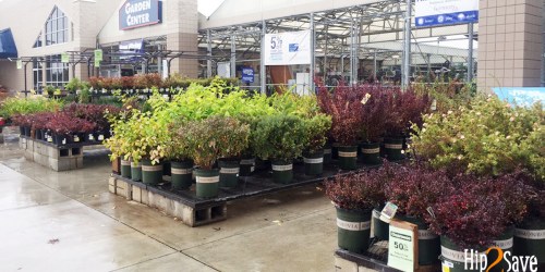 Lowe’s: Possible 50%-75% Off Trees & Bushes