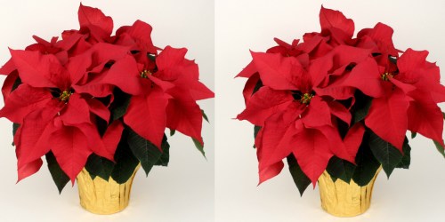 Lowe’s: 1-Quart Poinsettias ONLY 99¢ Each