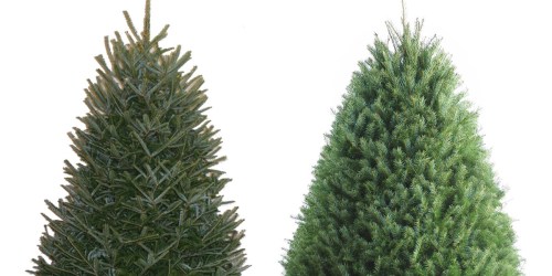 Lowe’s: 25% Off Fresh Christmas Trees = 3-5 Foot Fraser Fir Trees Only $14.98 (Regularly $20)