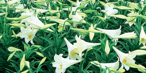 Lowe’s: Easter Lily ONLY $1 (Regularly $8)