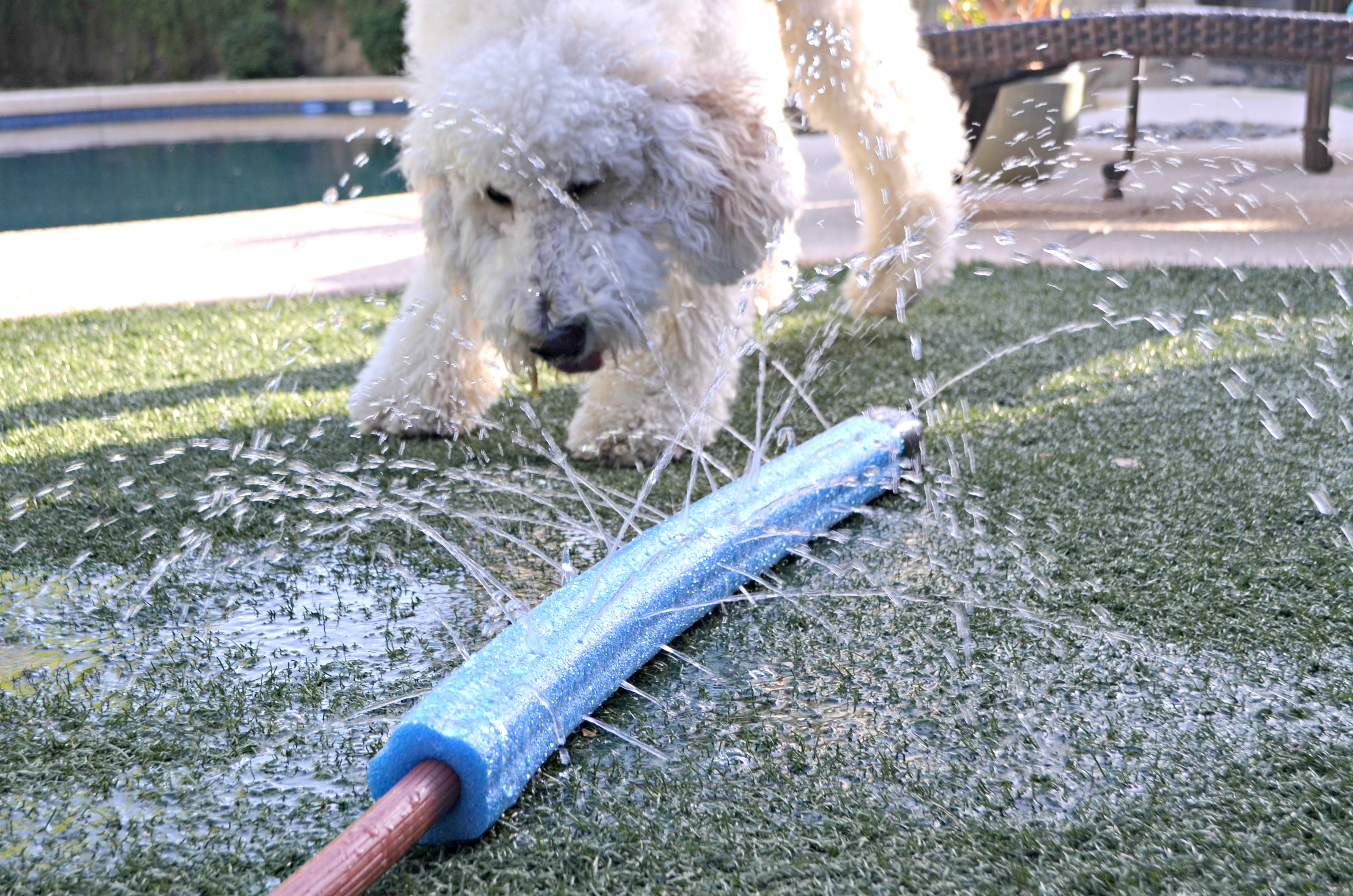 dog playing in summer dollar tree diy sprinkler