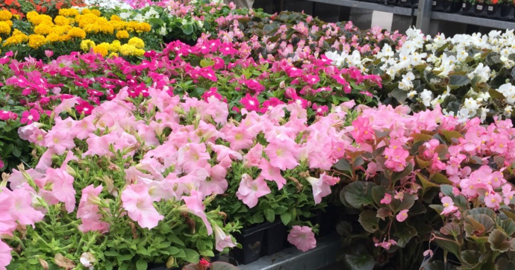 Home Depot Annuals