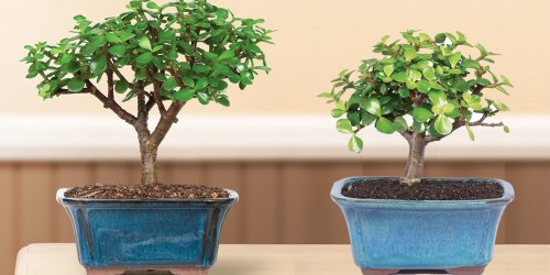 Jade Bonsai Tree Only $15.35 (Regularly $30)