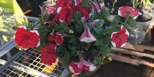 Home Depot Garden Deals: Annual Hanging Baskets 2/$10 (Regularly $12.98 Each) & More