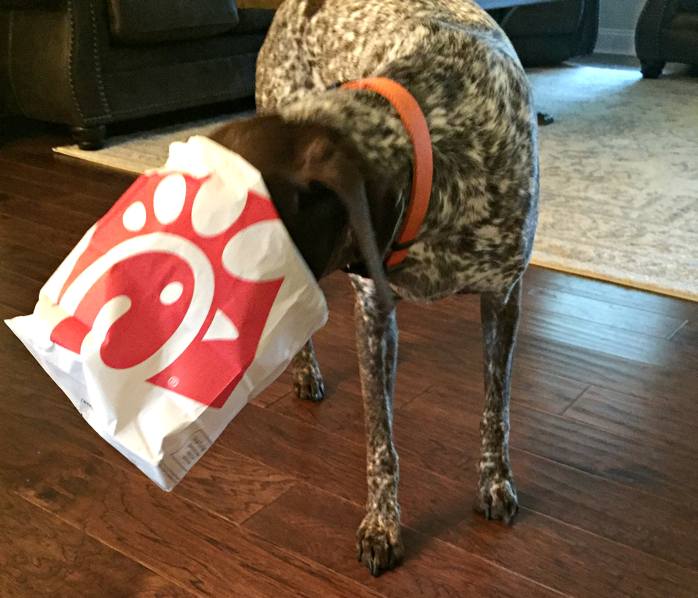 chick-fil-a is one of the best fast food chains out there – My dog is a fan, too!