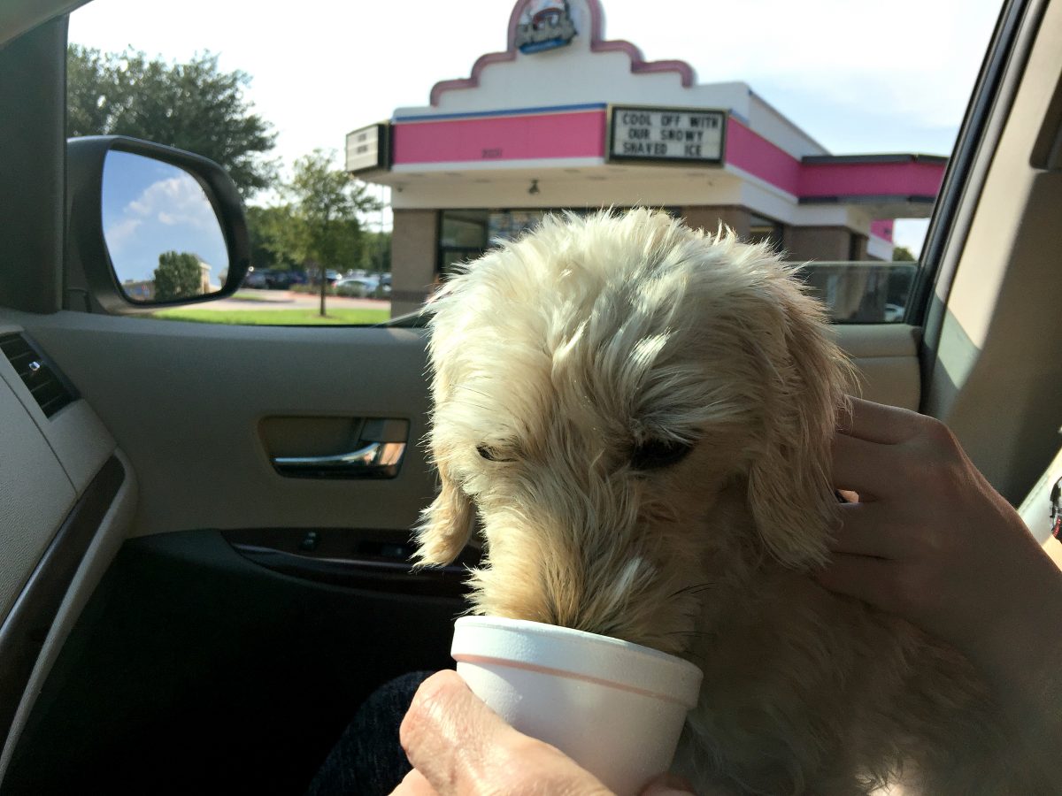 dog eating free dog treats from cup