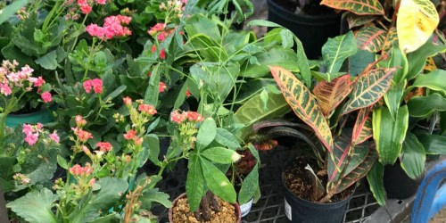 Lowe’s: 50%-90% Off Live Plants