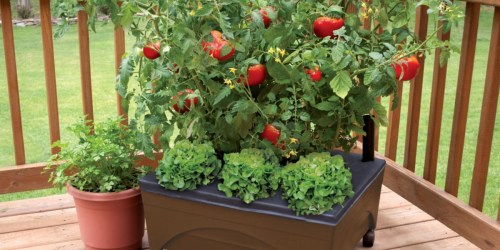 Lowe’s: Raised Garden Bed Only $19.88 (Regularly $30)