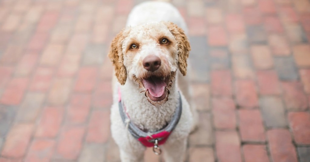 dog with red collar