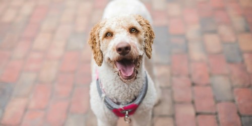 Nature’s Miracle Pet Stain & Odor Remover Only $3.43 Shipped at Amazon