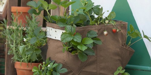 Reusable Strawberry Grow Bag ONLY $9.99 Shipped (Regularly $30) & More