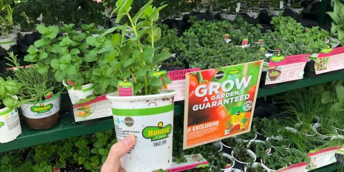 Bonnie Vegetable & Herb Plants Just $1.89 at Home Depot (Today & In-Store Only)