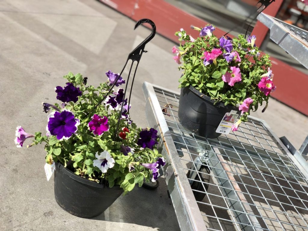 Hanging baskets with flowers at Home Depot