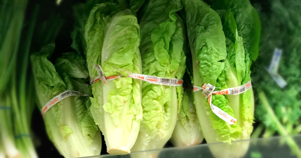 Romaine Lettuce Recall