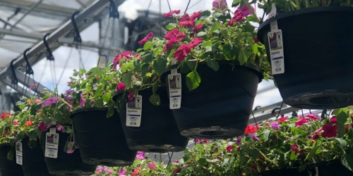 TWO Hanging Baskets Only $10 at Home Depot (Just $5 Each)