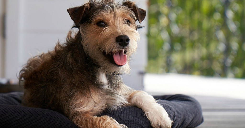 dog on couch