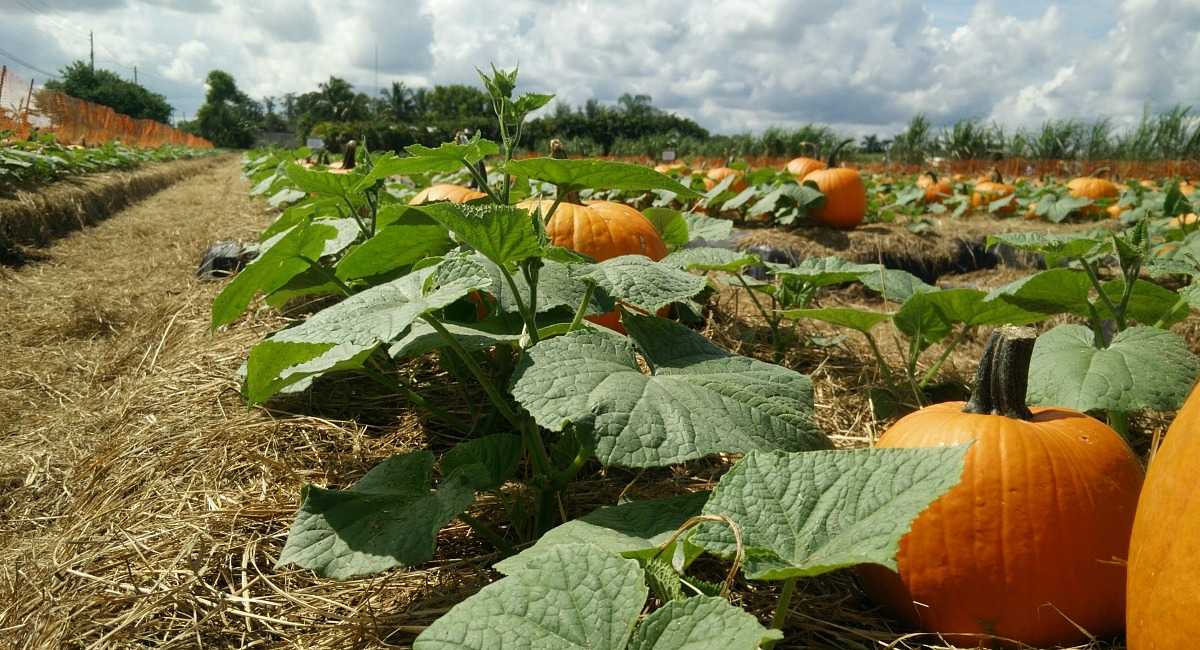 places for free fun fall activities — pumpkin patch with pumpkins on the vine