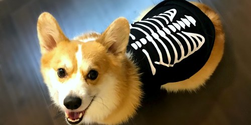 Halloween Dog Costumes ONLY $4.25 Each at JCPenney.online