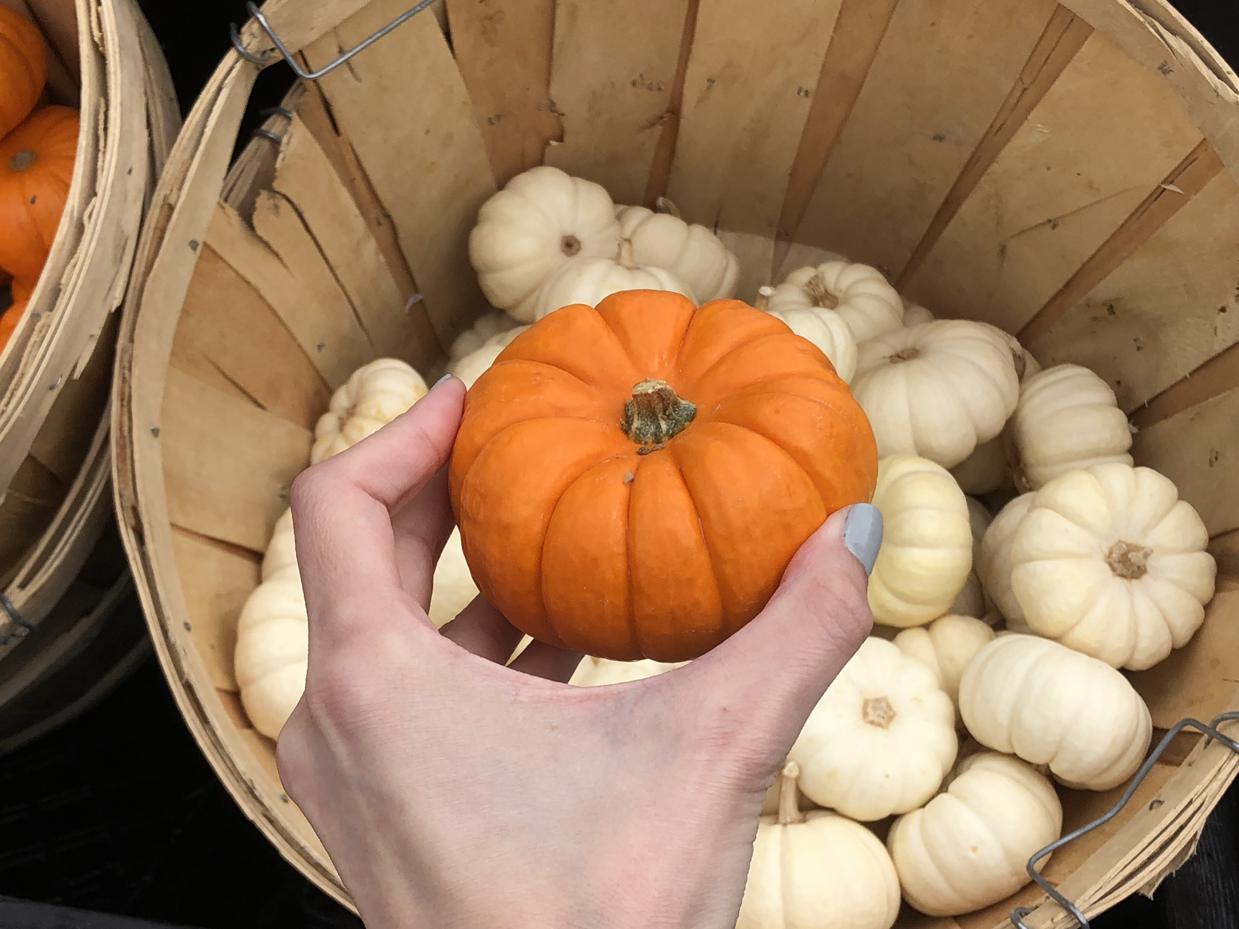 Deals on Trader Joe's Pumpkin items – Mini Pumpkins at Trader Joe's