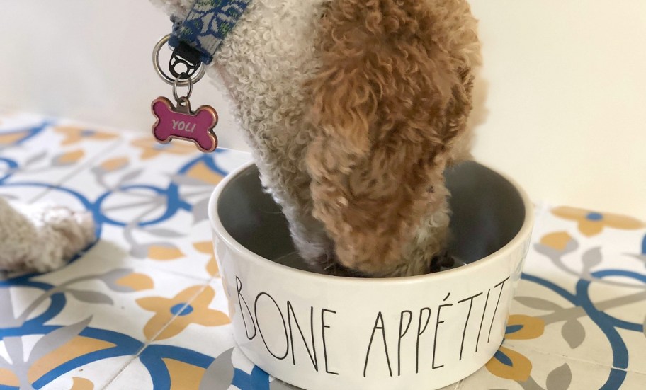  collin's dog yoli eating from rae dunn pet food dish, one of our TJ Maxx deals and finds