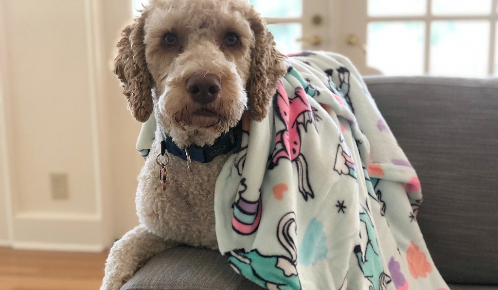 collin weekly round up — collin's dog yoli wearing big one throw blanket