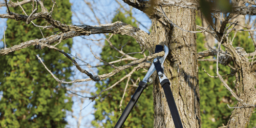 Amazon: Fiskars Extendable Handle Lopper Only $11.79 (Regularly $22)