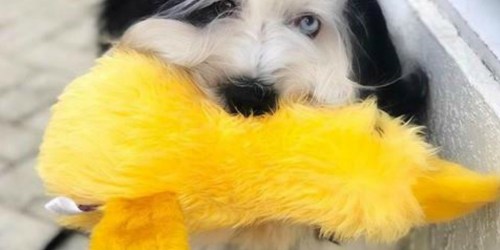 Amazon: Duckworth Duck 15″ Large Plush Dog Toy Just $5 Shipped + More