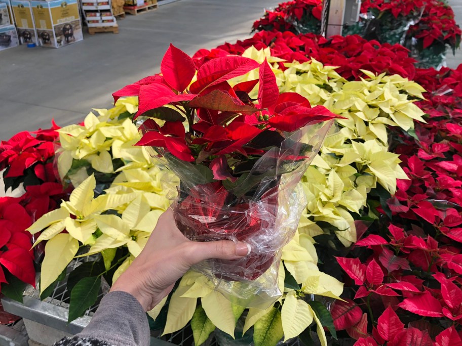 Live Poinsettias $1.25 Each at Home Depot – Today ONLY