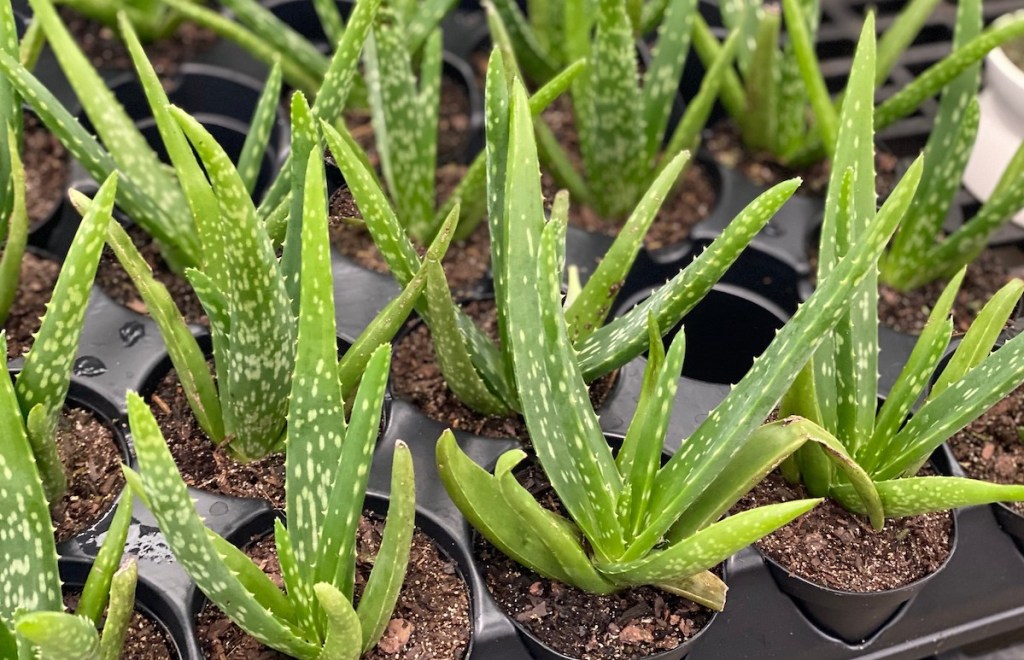 small green aloe pants sitting in soil pots