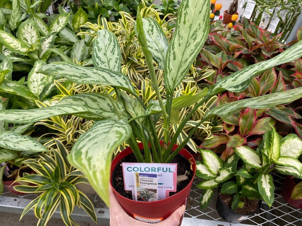 hand holding a green plant