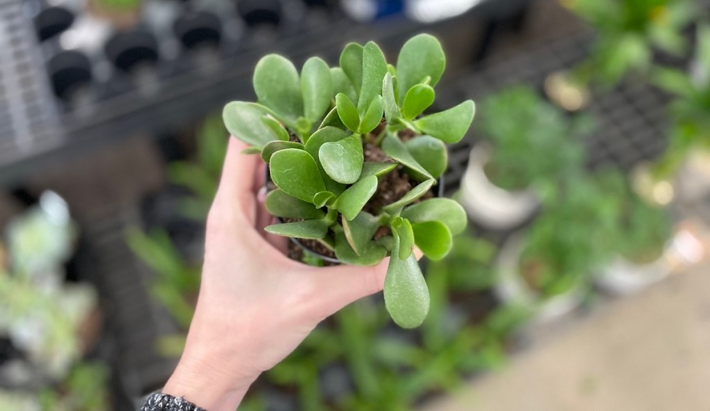 hand holding small jade plant