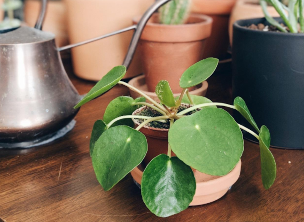 small green easy care indoor plant with leaves in terracotta planter on table