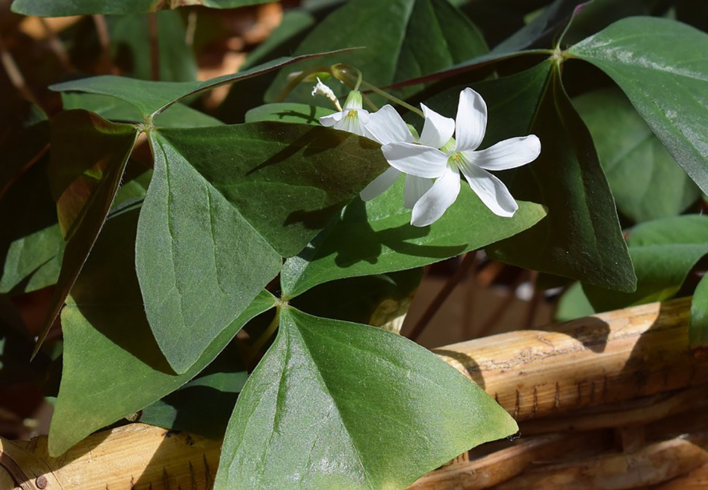 white flower on shamrock plant