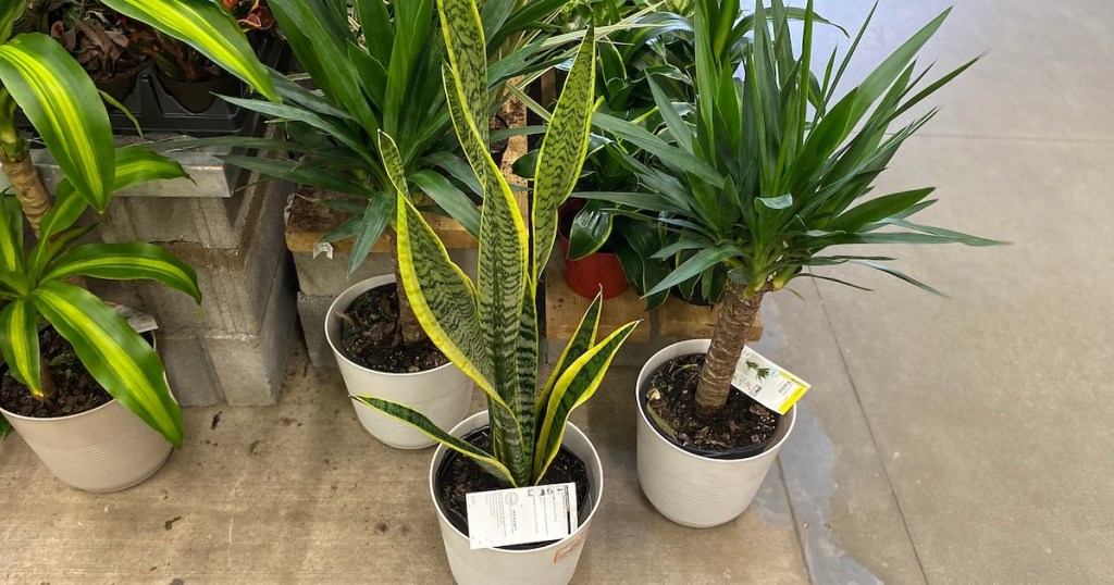 various styles of easy care indoor plants in pots sitting on concrete floor