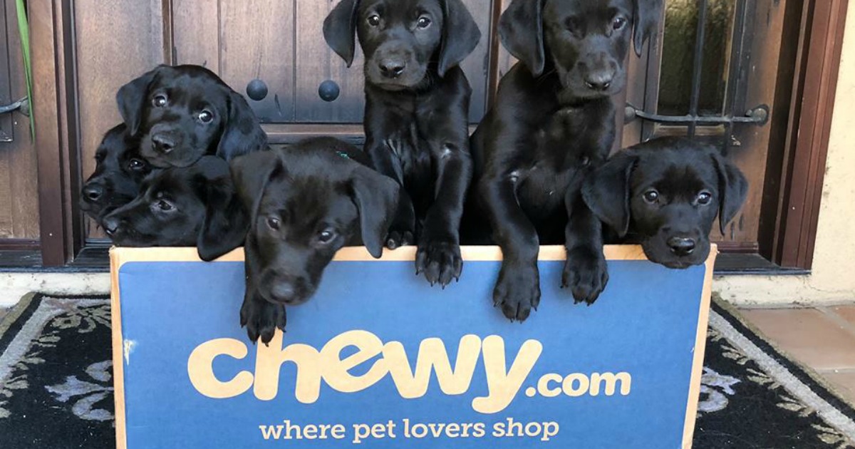 Chewy.online box full of baby labradors