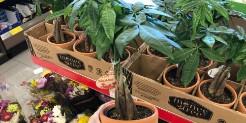 Money Tree Plant Just $7.99 at ALDI