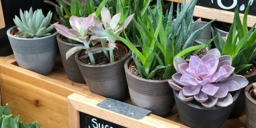 Trader Joe’s Potted Succulents as Low as $5.99 (Easy To Care For Plants)