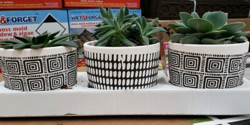 5″ Potted Succulents 3-Pack Only $17.99 at Costco