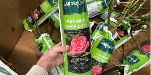 5 of Our Favorite Spring Gardening Items at ALDI