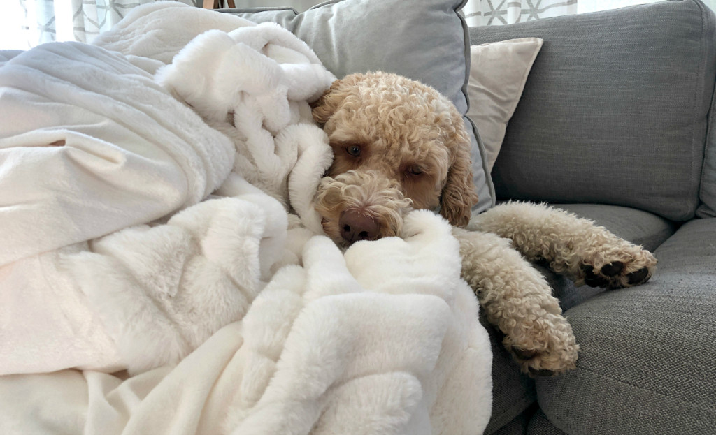 white throw blanket covering dog on couch 