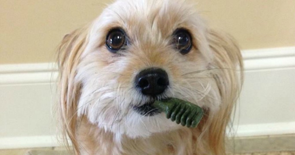 Greenies in dogs mouth