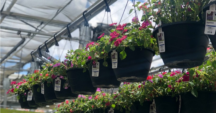 hanging flower baskets in garden center