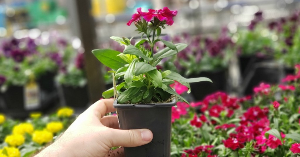 person holding up flowering plant